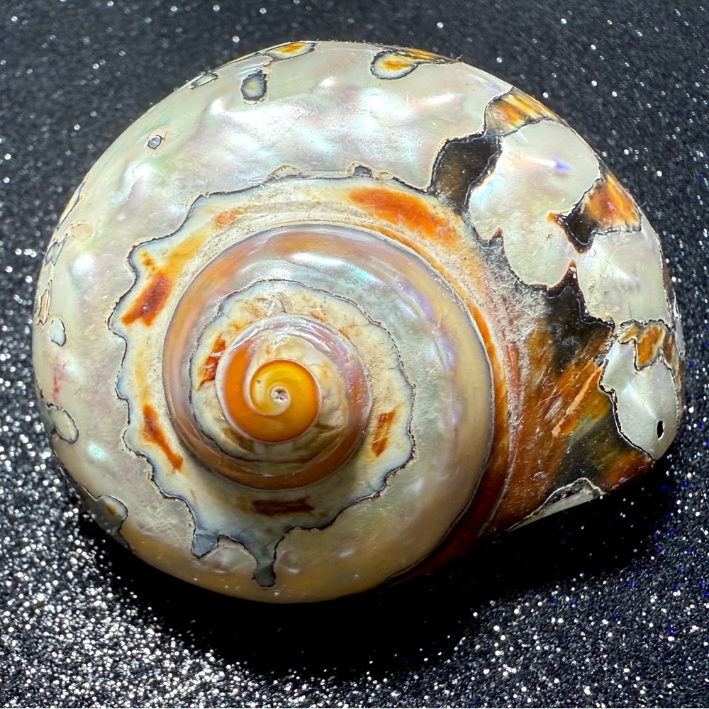 Natural Oddities Large Authentic Rare Turbo Sarmaticus Turban Shell